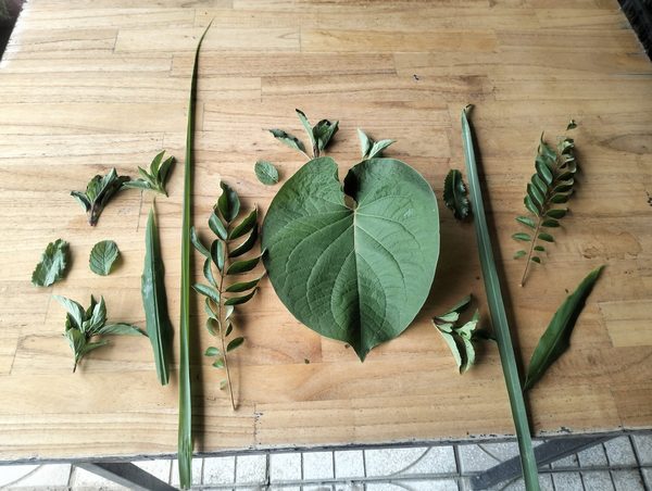 Fresh herbs from Tra Que village